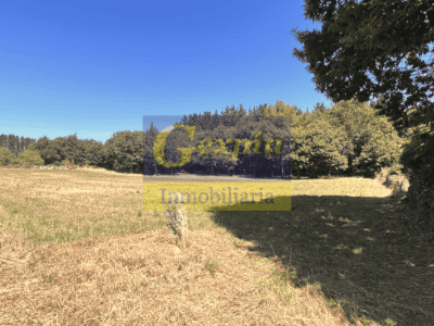 Finca llana y despejada